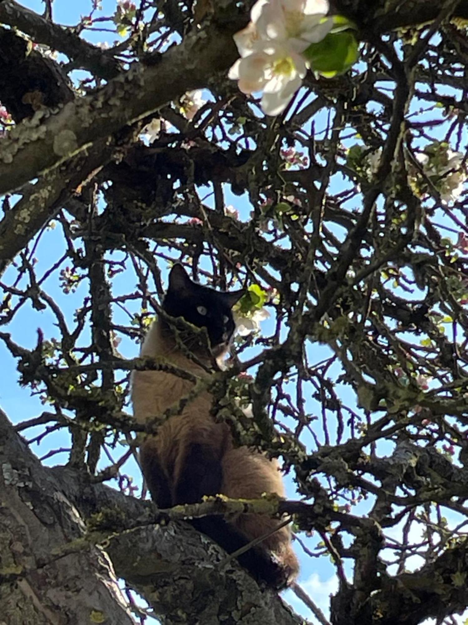 Aux 3 Loups Διαμέρισμα Châtenois Εξωτερικό φωτογραφία