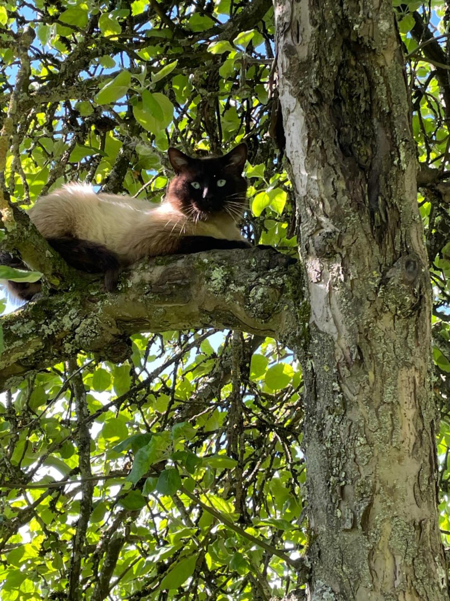 Aux 3 Loups Διαμέρισμα Châtenois Εξωτερικό φωτογραφία
