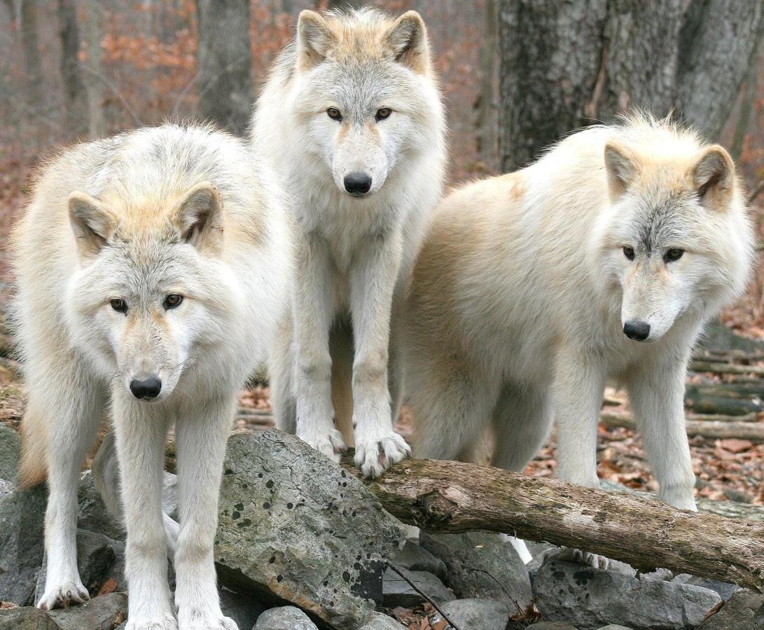 Aux 3 Loups Διαμέρισμα Châtenois Δωμάτιο φωτογραφία